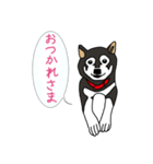 黒柴ムサシが行く（個別スタンプ：8）
