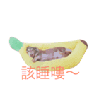 Q Pet（個別スタンプ：13）