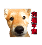 柴犬はあなたに新年を願います（個別スタンプ：1）