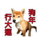 柴犬はあなたに新年を願います（個別スタンプ：3）