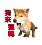 柴犬はあなたに新年を願います（個別スタンプ：8）