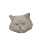 catizen（個別スタンプ：1）