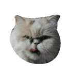 catizen（個別スタンプ：2）