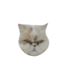catizen（個別スタンプ：3）