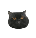 catizen（個別スタンプ：4）