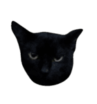 catizen（個別スタンプ：5）
