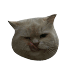 catizen（個別スタンプ：7）