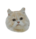 catizen（個別スタンプ：8）
