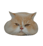 catizen（個別スタンプ：9）