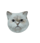 catizen（個別スタンプ：10）