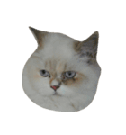 catizen（個別スタンプ：11）
