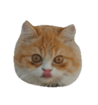 catizen（個別スタンプ：12）