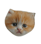 catizen（個別スタンプ：13）