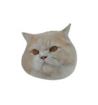 catizen（個別スタンプ：14）