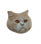 catizen（個別スタンプ：15）