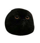 catizen（個別スタンプ：16）