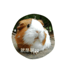 Guinea（個別スタンプ：1）