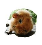 Guinea（個別スタンプ：2）