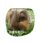 Guinea（個別スタンプ：4）