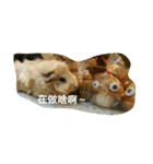 Guinea（個別スタンプ：5）