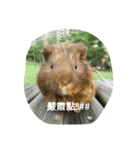 Guinea（個別スタンプ：6）