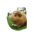 Guinea（個別スタンプ：7）