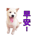 柴犬毎日の会話（個別スタンプ：1）