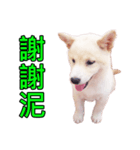 柴犬毎日の会話（個別スタンプ：2）