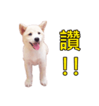 柴犬毎日の会話（個別スタンプ：4）