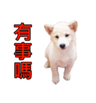 柴犬毎日の会話（個別スタンプ：5）