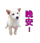 柴犬毎日の会話（個別スタンプ：8）