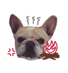 Jam the Frenchie！（個別スタンプ：2）