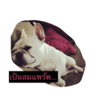 Jam the Frenchie！（個別スタンプ：3）