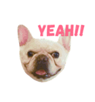 Jam the Frenchie！（個別スタンプ：5）