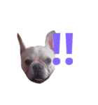 Jam the Frenchie！（個別スタンプ：8）