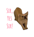 Jam the Frenchie！（個別スタンプ：11）