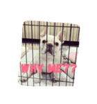 Jam the Frenchie！（個別スタンプ：16）