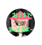 シェリーくん1（個別スタンプ：13）