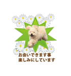 Signboard dog Miffy＆Kupu（個別スタンプ：16）