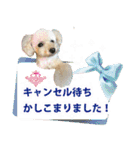 Signboard dog Miffy＆Kupu（個別スタンプ：25）