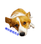 kiang dog（個別スタンプ：2）