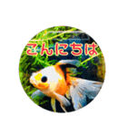 kingyokingyokingyo（個別スタンプ：1）