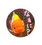 kingyokingyokingyo（個別スタンプ：2）
