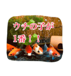 kingyokingyokingyo（個別スタンプ：4）