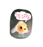 kingyokingyokingyo（個別スタンプ：6）