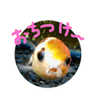 kingyokingyokingyo（個別スタンプ：9）