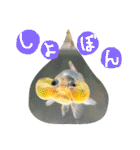 kingyokingyokingyo（個別スタンプ：10）