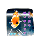 kingyokingyokingyo（個別スタンプ：12）