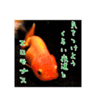 kingyokingyokingyo（個別スタンプ：14）