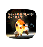 kingyokingyokingyo（個別スタンプ：15）